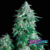 Auto Anubis x4 Pyramid Seeds - comprar online