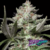 Auto Kong x3 Paradise Seeds - comprar online