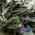 Auto New York City x4 Pyramid Seeds