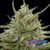 Auto White Berry x3 Paradise Seeds en internet