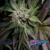 Blue Pyramid x4 Pyramid Seeds - comprar online