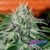 Critical Jack Herrer x5 Delicious Seeds - comprar online