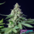 Easy Bud AUTO x3 Royal Queen Seeds - comprar online