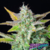 Quick One AUTO x3 Royal Queen Seeds - comprar online