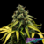 Royal Haze Auto x3 Royal Queen Seeds - comprar online