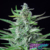 Special Kush #1 x3 Royal Queen Seeds - comprar online
