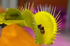 Dionaea muscipula 2" - comprar en línea