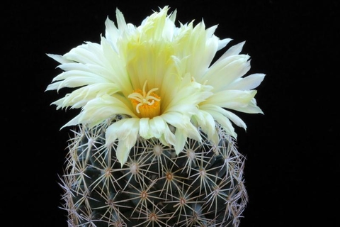 Coryphantha retusa