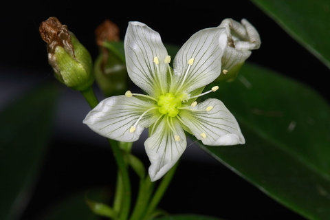 Dionaea muscipula (15 piezas)