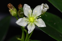 Dionaea muscipula 4" - Suculentas Dzityá