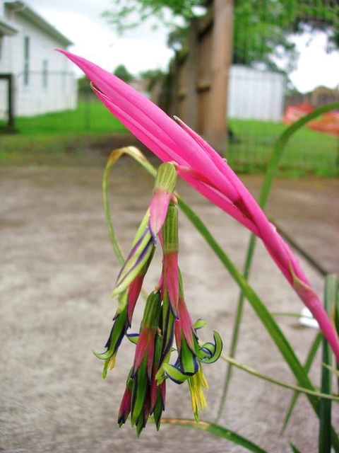 Billbergia nutans