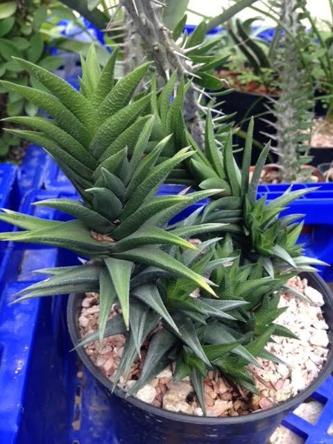 Haworthia tautae