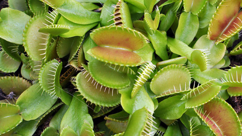 Dionaea muscipula (15 piezas)