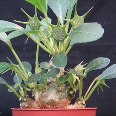 Dorstenia foetida (10 piezas) en internet