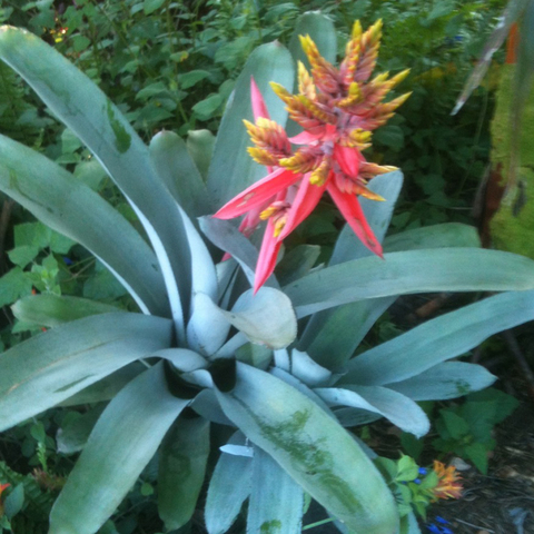 Aechmea 'Little Harv'