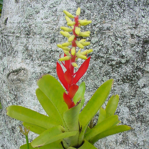 Aechmea nudicaulis