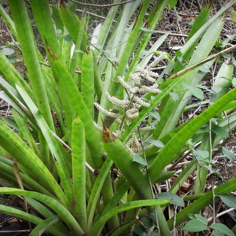 Aechmea patentissima