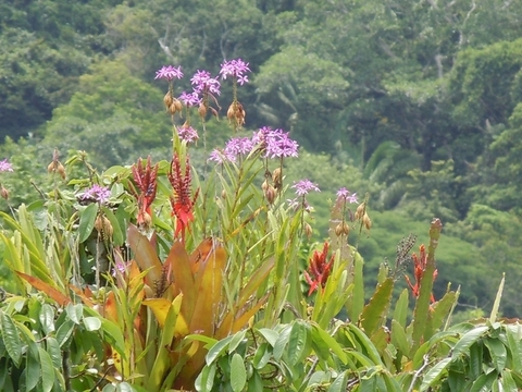 Semillas Aechmea tillandsioides