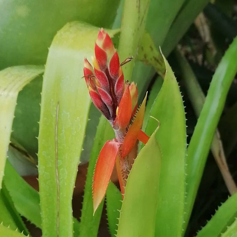 Aechmea tillandsioides