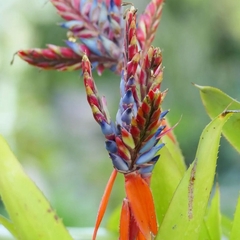 Semillas Aechmea tillandsioides - comprar en línea