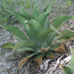 Agave cocuy
