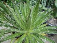 Agave filifera - comprar en línea