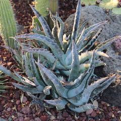 Agave kristenii