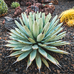 Agave macroacantha