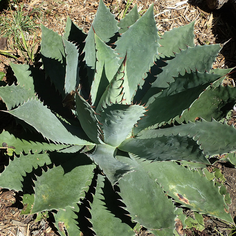 Agave seemaniana