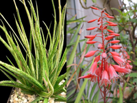 Aloe bellatula - comprar en línea