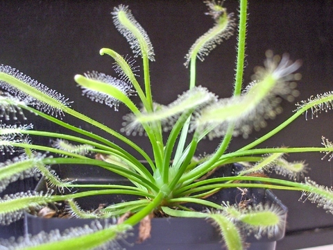 Semillas Drosera capensis 'Alba'