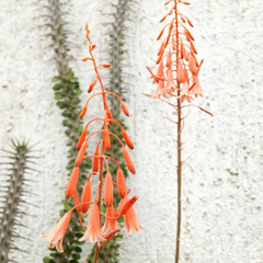 Aloe bellatula