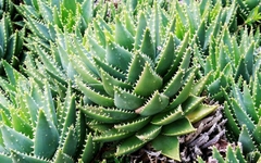 Aloe brevifolia en internet