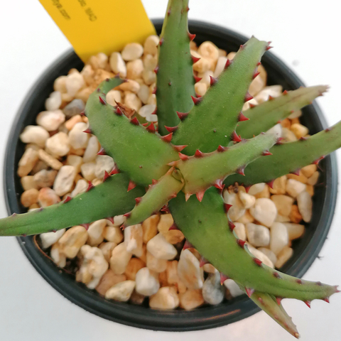 Aloe castillioniae
