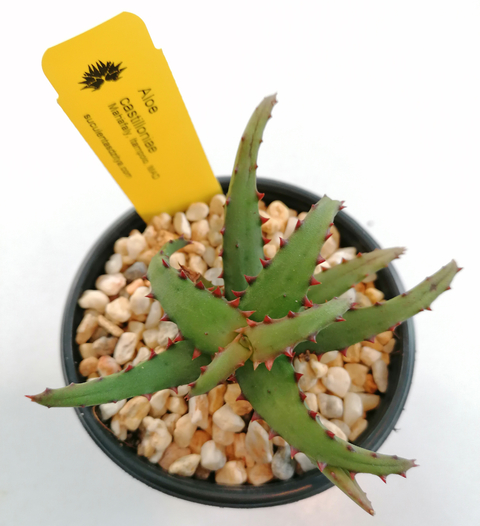 Aloe castillioniae
