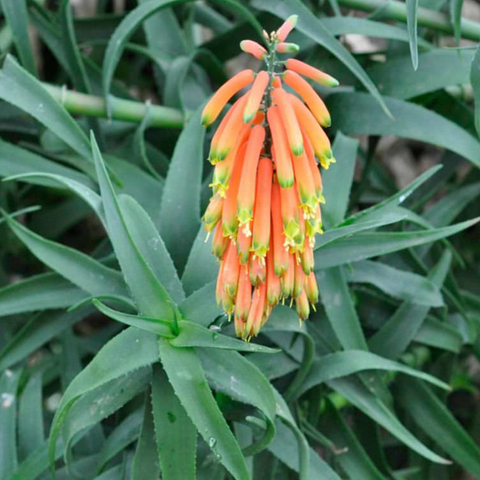 Aloe cilliaris