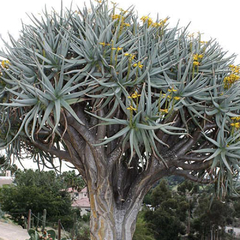 Aloe dichotoma