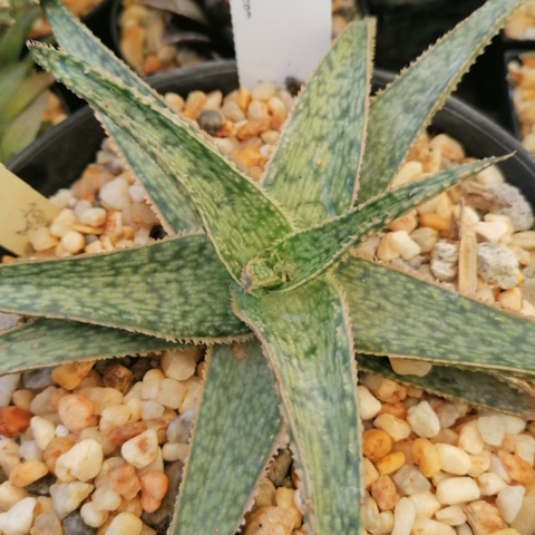 Aloe 'Dick & Carol'