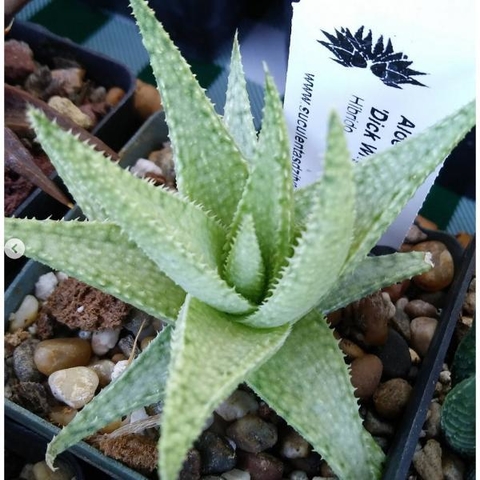 Aloe 'Dick Wright'