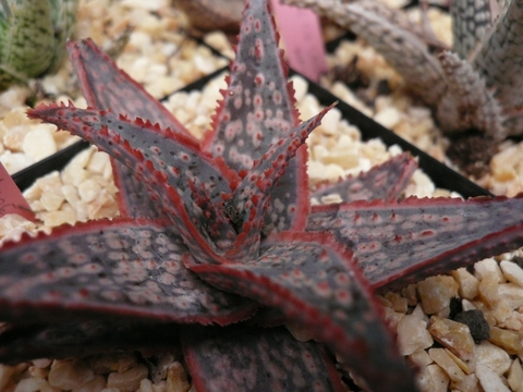 Aloe 'Donnie'