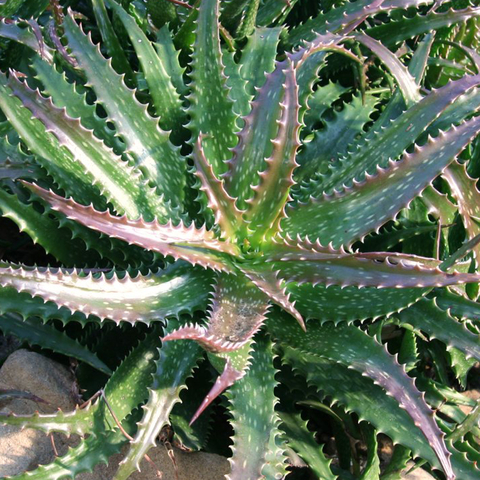 Aloe dorotheae