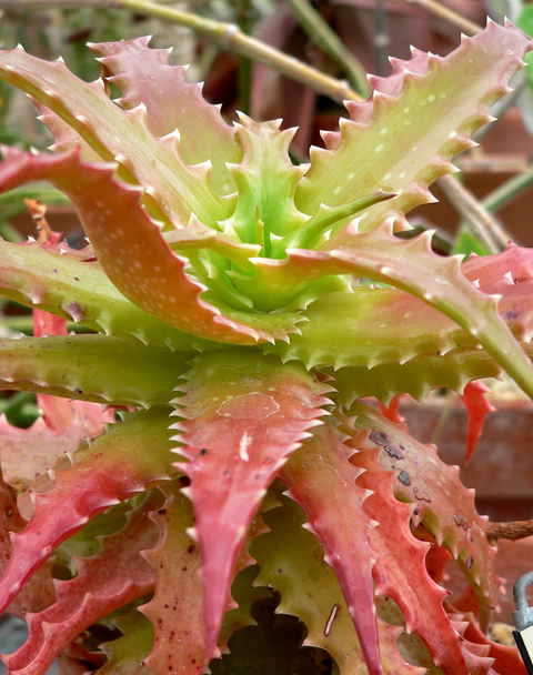 Aloe dorotheae