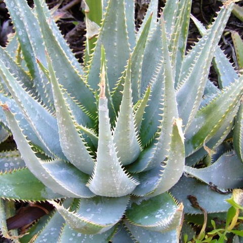 Surtido de Aloes