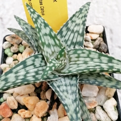 Aloe 'Leonor'