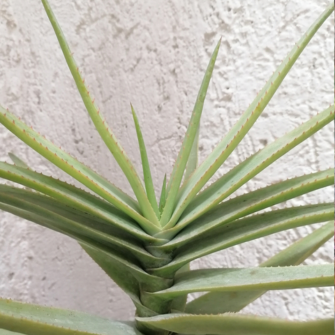 Aloe lineata var. muirii