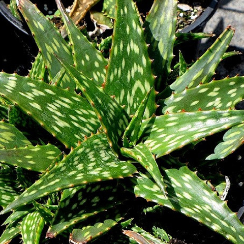 Aloe mutans