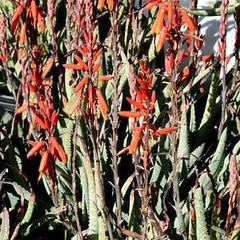 Aloe pictifolia - comprar en línea