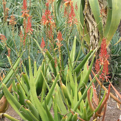 Aloe rivierei