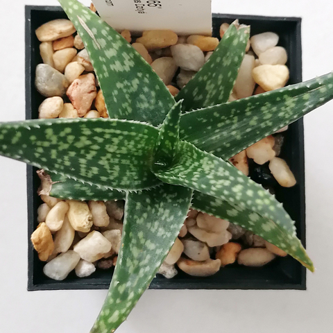 Aloe 'Tolok'