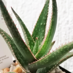 Aloe 'Tulum'